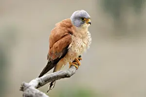 Naumanni: Lesser Kestrel - male