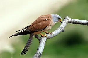Naumanni: Lesser Kestrel - male