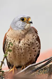 Naumanni: Lesser Kestrel - male