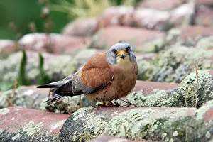 Naumanni: Lesser Kestrel - male