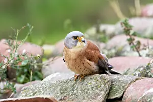 Naumanni: Lesser Kestrel - male