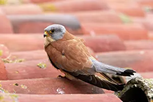 Naumanni: Lesser Kestrel - male