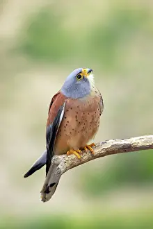Naumanni: Lesser Kestrel - Male