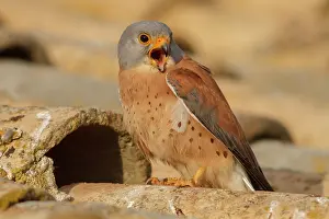 Mancha: Lesser Kestrel male calling Castile-La Mancha