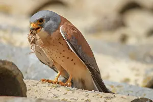 Cricket: Lesser Kestrel male with cricket Castile-La Mancha