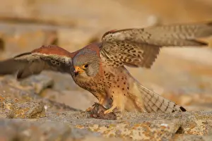 Falconidae: Lesser Kestrel male eating a mouse on roof Castile-La
