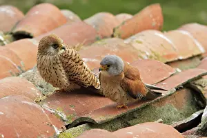 Naumanni: Lesser Kestrel - male and female