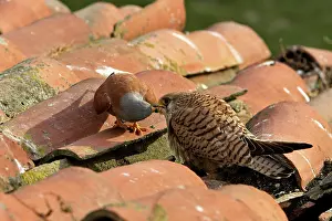 Naumanni: Lesser Kestrel - male and female taking food from