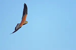 Naumanni: Lesser Kestrel - male in flight
