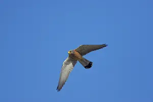 Naumanni: Lesser Kestrel - male in flight