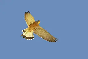 Naumanni: Lesser Kestrel - Male in flight