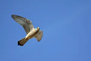 Naumanni: Lesser Kestrel - male in flight
