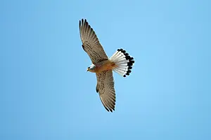 Naumanni: Lesser Kestrel - male in flight