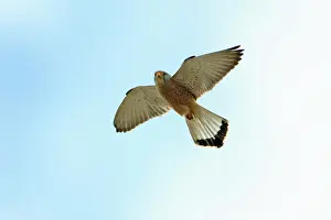 Naumanni: Lesser Kestrel - male in flight