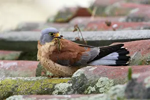 Naumanni: Lesser Kestrel - male with mole-cricket in beak
