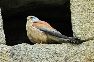 Naumanni: Lesser Kestrel - male, at nest entrance in church wall