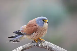 Naumanni: Lesser Kestrel - Male on perch