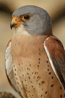 Naumanni: Lesser Kestrel male portrait Castile-La Mancha