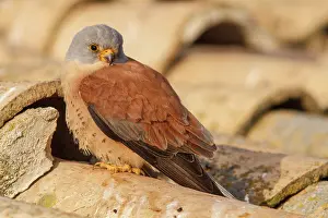 Naumanni: Lesser Kestrel male on roof Castile-La Mancha