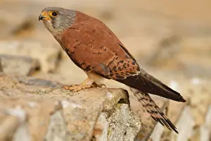 Mancha: Lesser Kestrel male on roof Castile-La Mancha