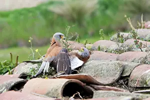 Naumanni: Lesser Kestrel - two males fighting