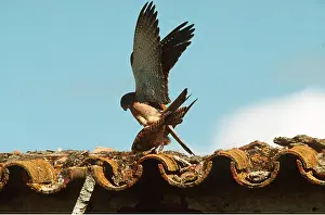 R T Smith: LESSER KESTREL - mating