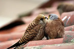 Naumanni: Lesser Kestrel - pair