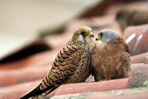 Naumanni: Lesser Kestrel - pair