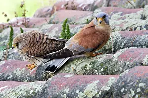 Naumanni: Lesser Kestrel - pair
