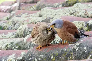 Naumanni: Lesser Kestrel - pair