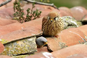 Naumanni: Lesser Kestrel - pair with male leaving nest in roof