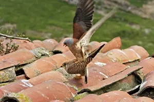 Naumanni: Lesser Kestrel - pair mating