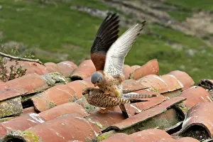 Naumanni: Lesser Kestrel - pair mating
