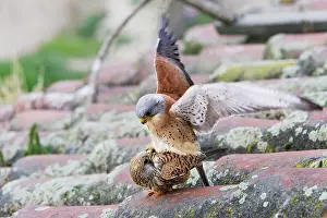 Naumanni: Lesser Kestrel - pair mating