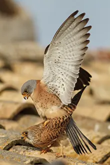 Castile: Lesser Kestrel pair mating Castile-La Mancha