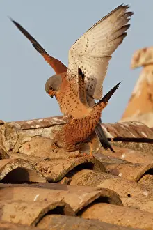 Castile: Lesser Kestrel pair mating Castile-La Mancha