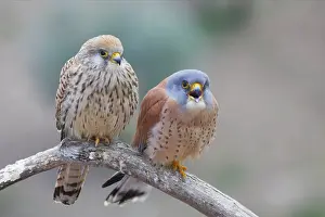 Naumanni: Lesser Kestrel - Pair on perch
