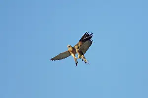 Playfighting: Lesser Kestrel - pair playfighting in mid air