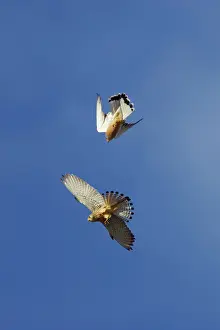Playfighting: Lesser Kestrel - Pair playfighting in mid air