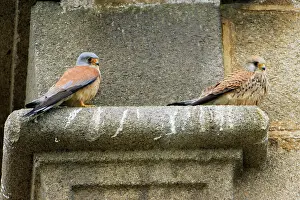 Masonry: Lesser Kestrel - pair resting on church masonry