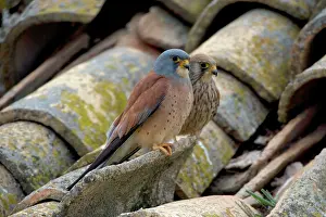 Naumanni: Lesser Kestrel - pair on rooftop