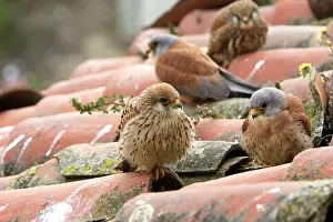 Naumanni: Lesser Kestrel - two pairs on roof top