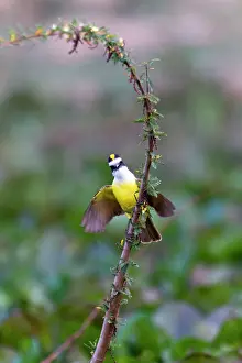 Kiskadee: Lesser Kiskadee