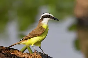 Kiskadee: Lesser Kiskadee