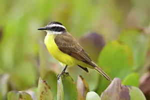 Kiskadee: Lesser Kiskadee