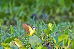 Kiskadee: Lesser Kiskadee adult Pantanal area Mato Grosso