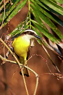 Kiskadee: Lesser Kiskadee adult perched on branch Pantanal