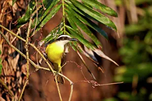 Kiskadee: Lesser Kiskadee adult perched on branch Pantanal