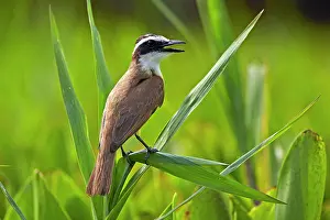Kiskadee: Lesser Kiskadee adult perched Pantanal area Mato
