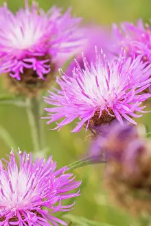 Centaurea: Lesser Knapweed wild flowers